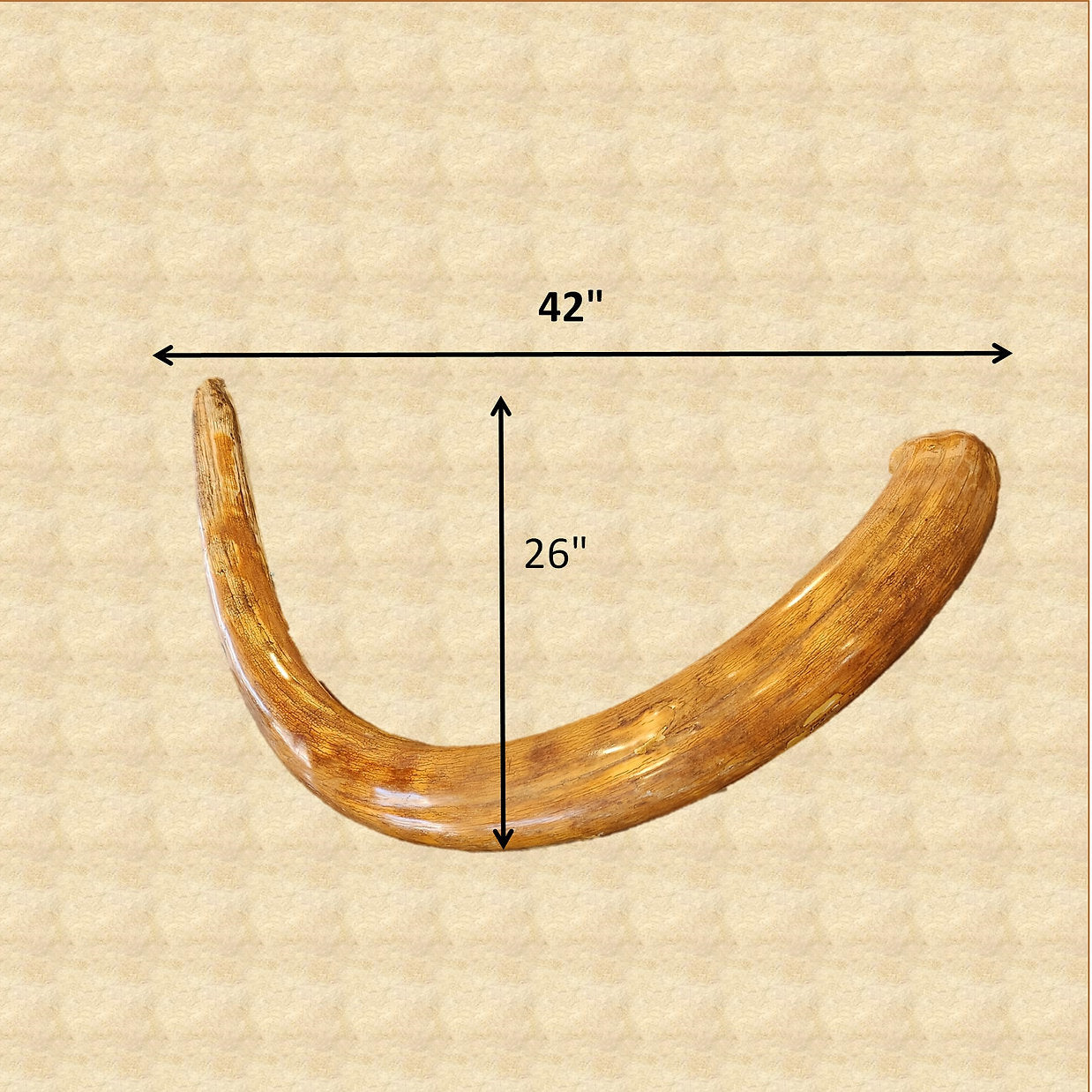 Alaskan Woolly Mammoth Ivory Tusks