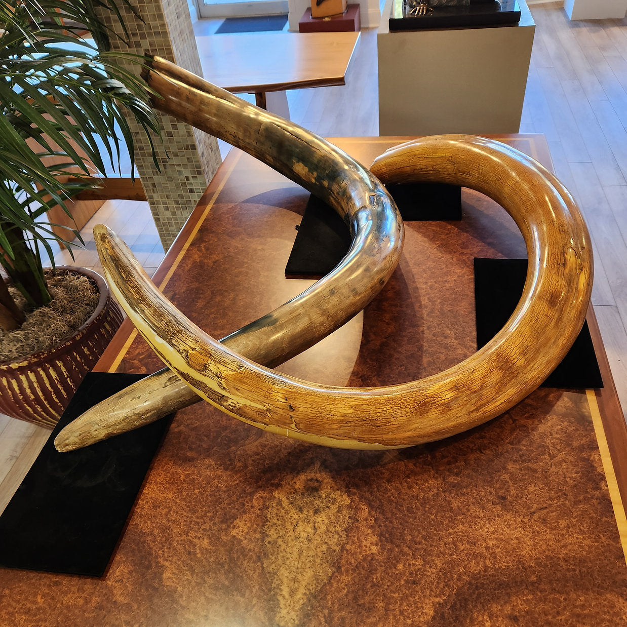 Alaskan Woolly Mammoth Ivory Tusks