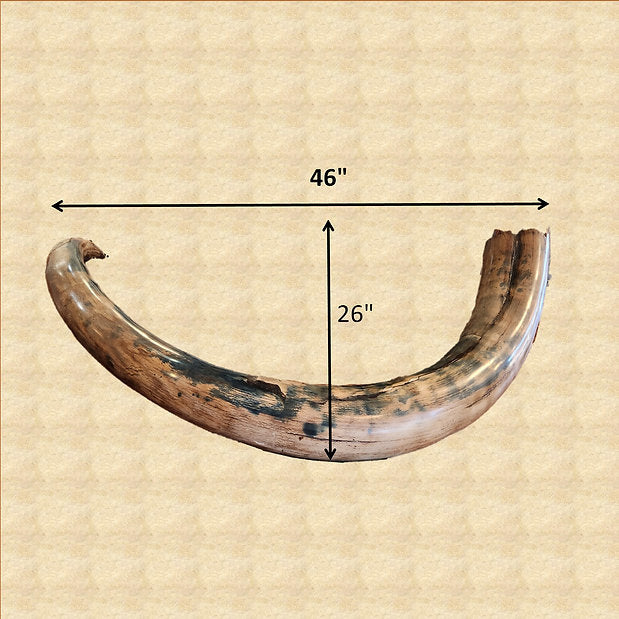 Alaskan Woolly Mammoth Ivory Tusks