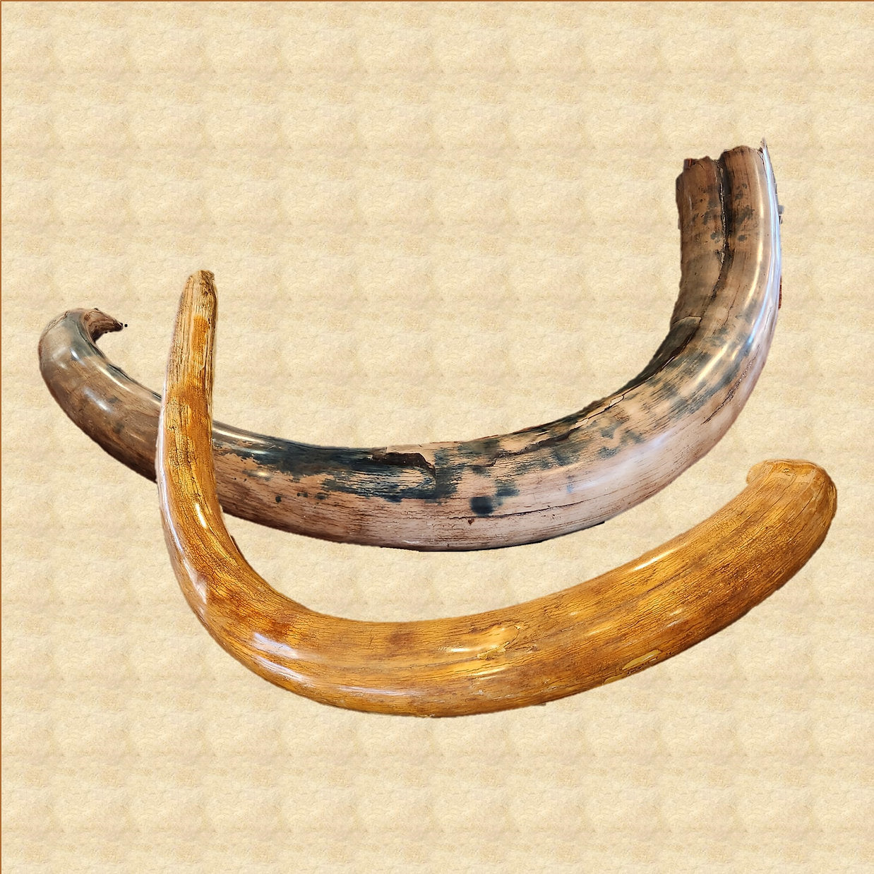 Alaskan Woolly Mammoth Ivory Tusks