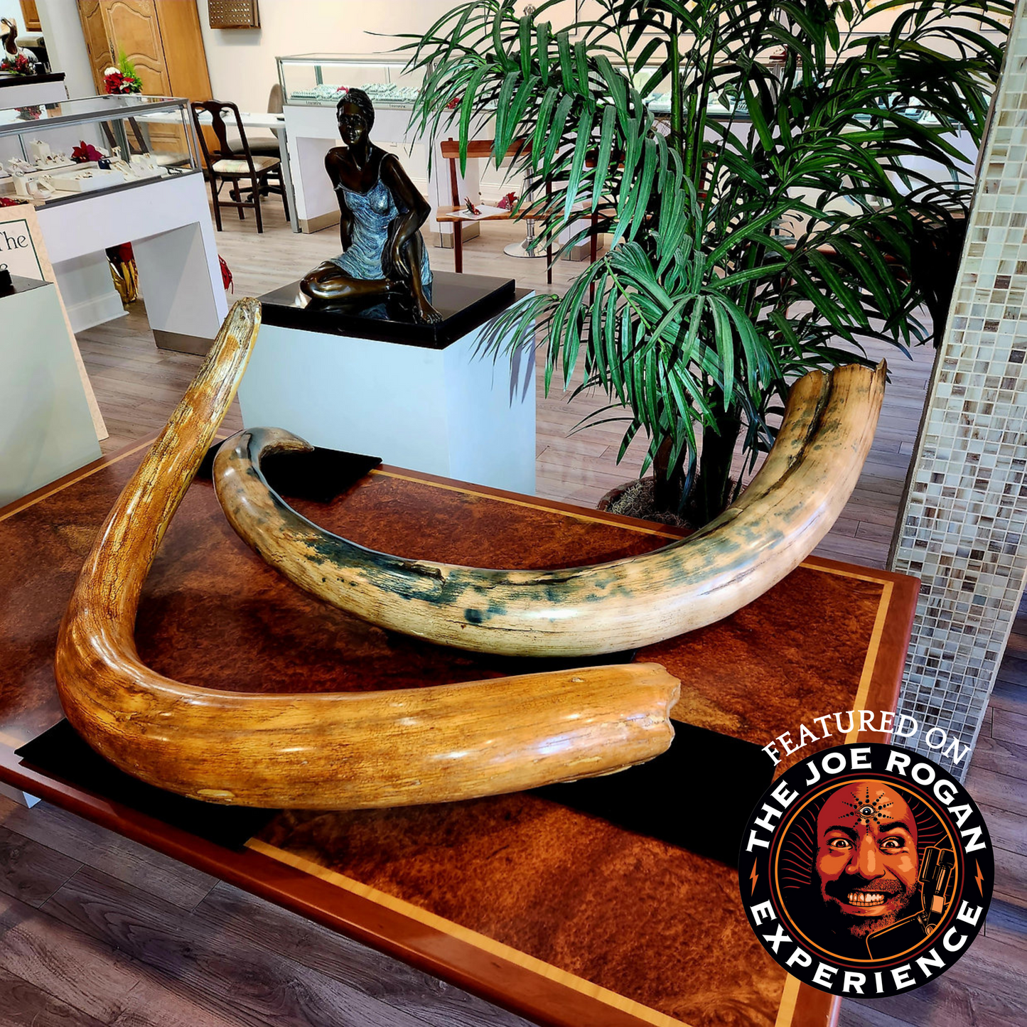 Alaskan Woolly Mammoth Ivory Tusks